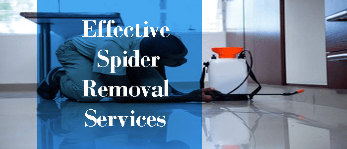 Effective Spider Removal Services